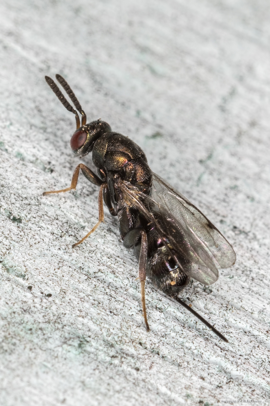 Bronswespje - Geleedpotigen - Bronswesp