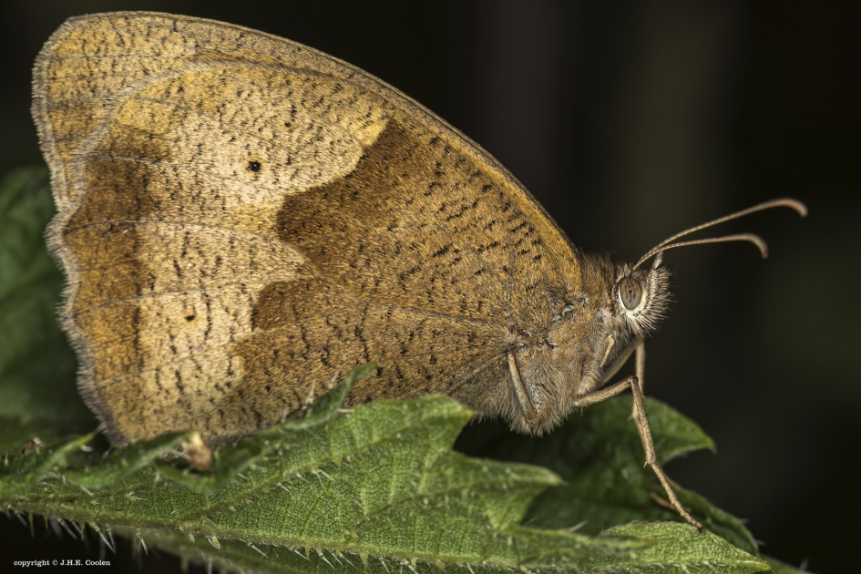 Bruin zandoogje (Maniola jurtina) - Geleedpotigen - Bruin zandoogje