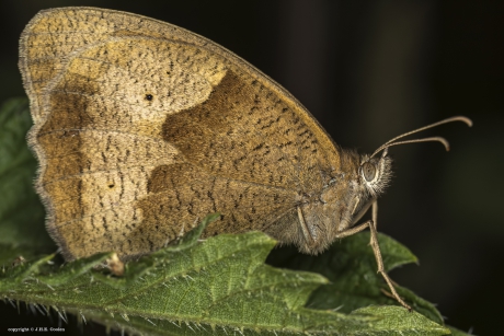 Bruin zandoogje (Maniola jurtina)