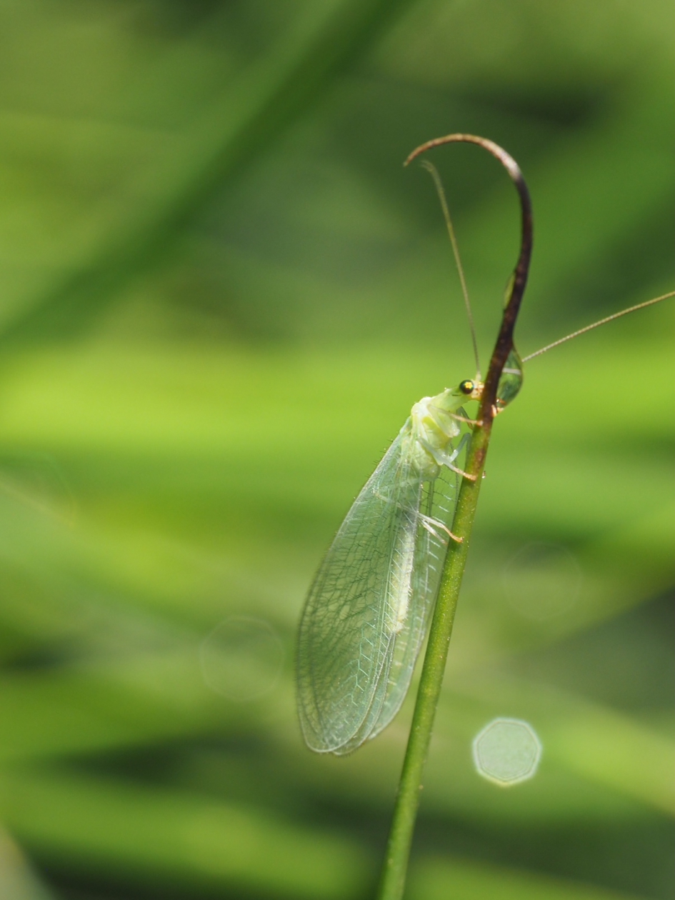 Bruinoogje - Geleedpotigen - Gaasvlieg of bruinoogje
