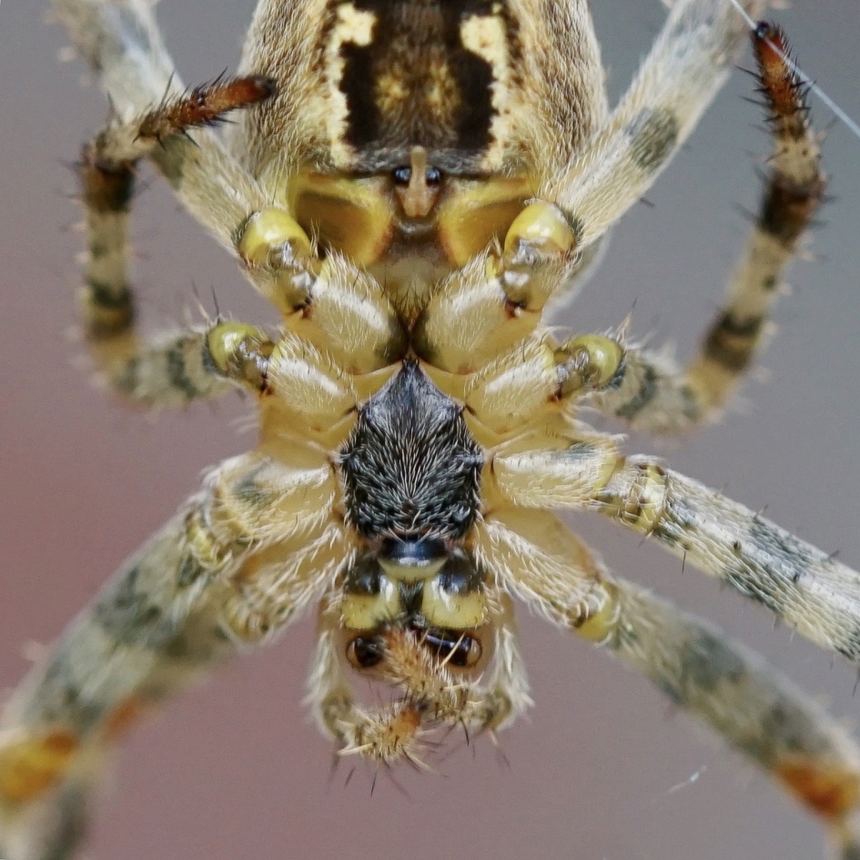 Close-up van spin (2) - Geleedpotigen - 