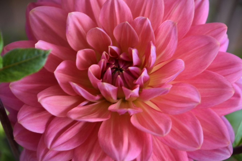 Dahlia - Planten - 