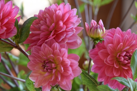 Dahlia’s