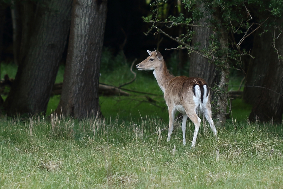 damhert -v- - Zoogdieren - 