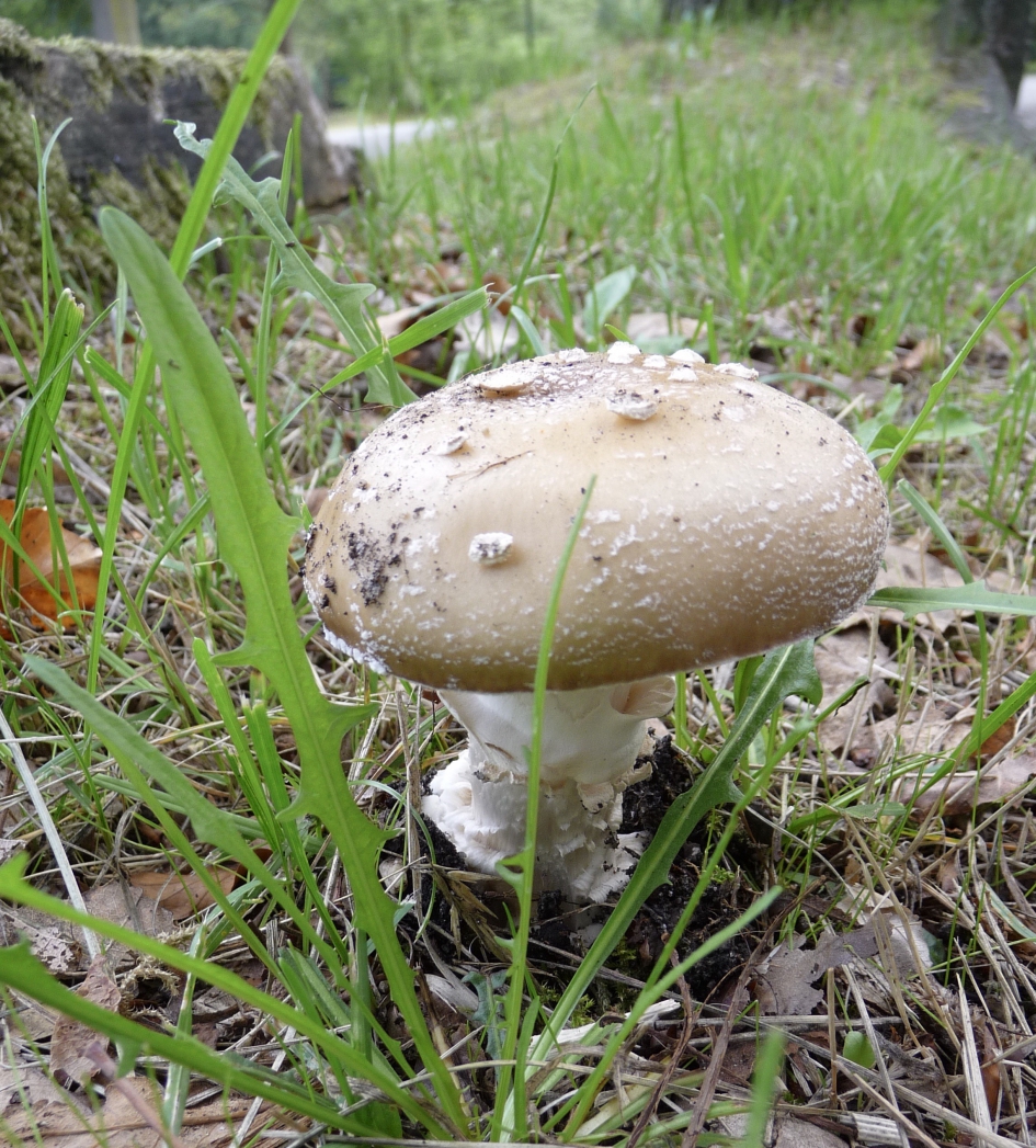 De eerste paddenstoelen van dit jaar! - Schimmels - 