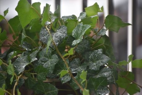 De eerste regen op de planten