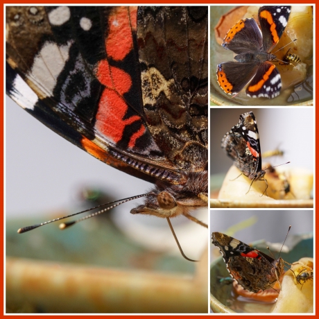 De fotogenieke Atalanta