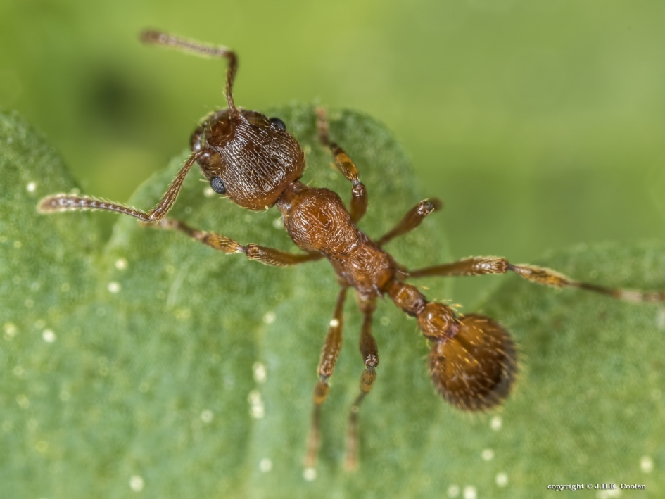 De gewone steekmier of rode steekmier - Geleedpotigen - De gewone steekmier of rode steekmier