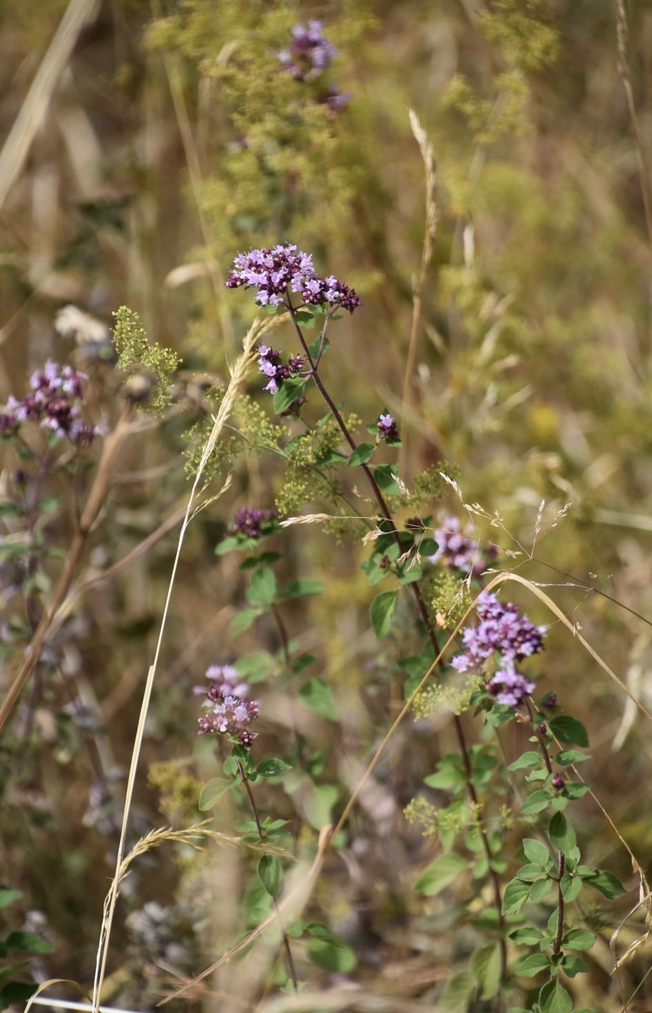 De laatste bermbloemen - Planten - 