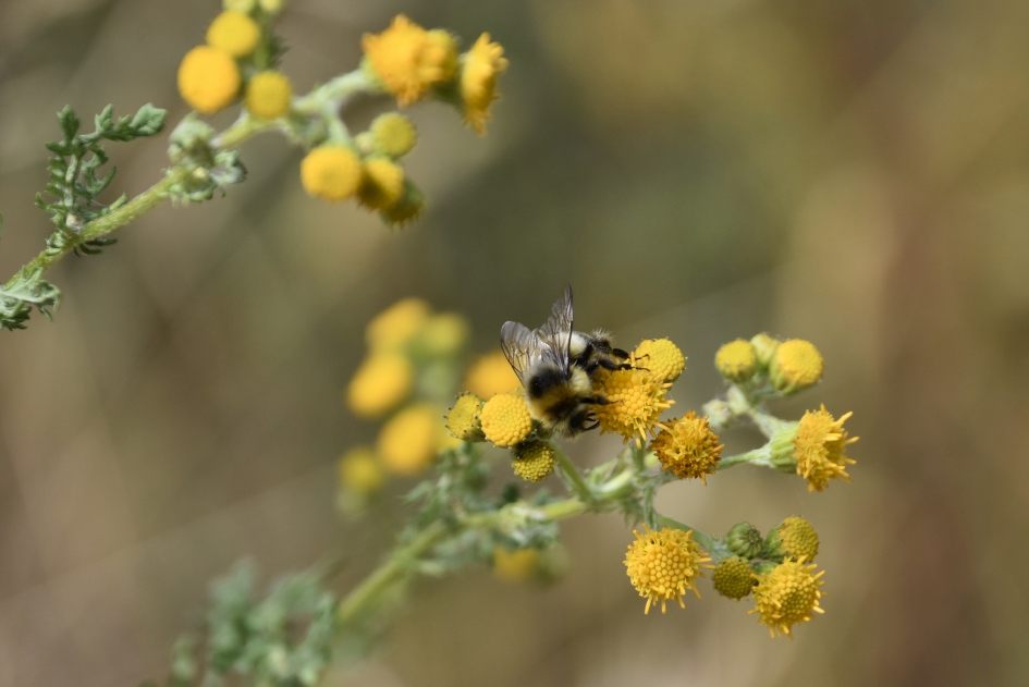 De laatste bloemetjes in de berm - Geleedpotigen - 