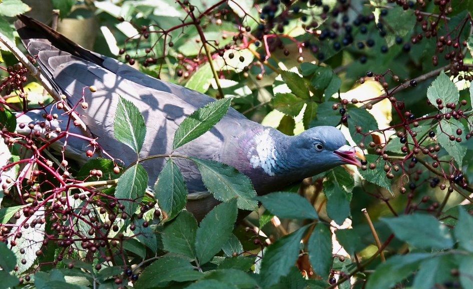 De laatste nog niet helemaal verdroogde vlierbessen. - Vogels - Houtduif