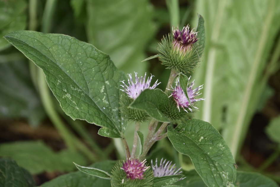 Gewone klit? - Planten - 