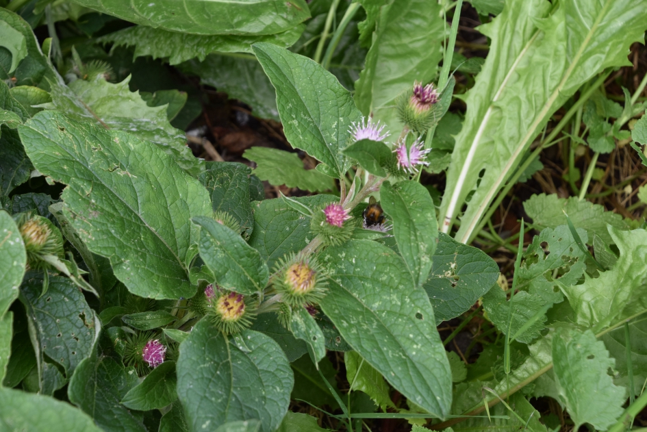 Gewone klit? - Planten - 