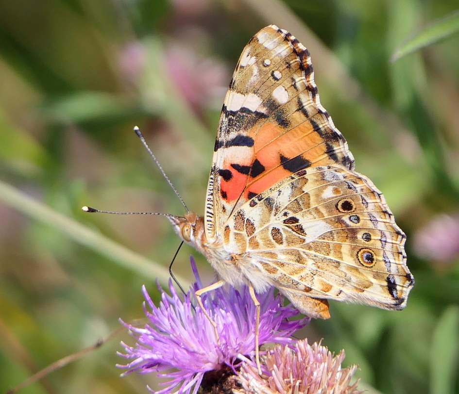 Distelvlinder - Geleedpotigen - Distelvlinder