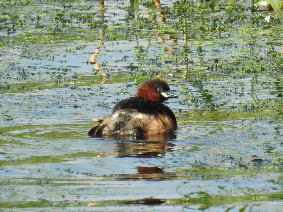 Dodaars - Vogels - Dodaars