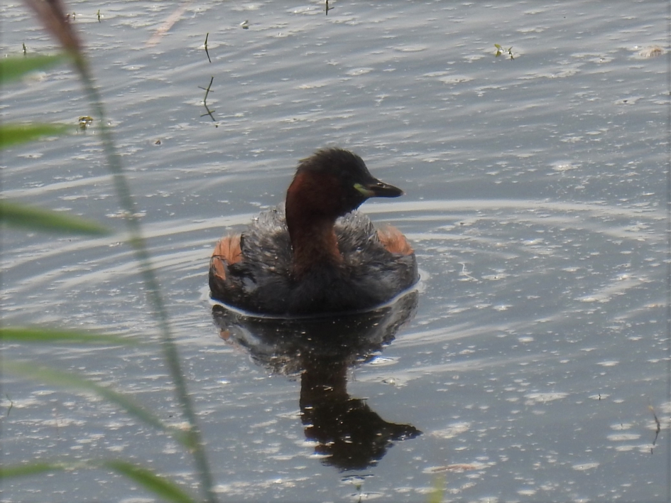 Dodaars - Vogels - Dodaars