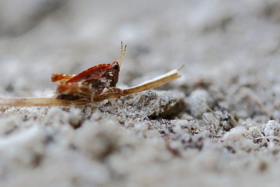 doornsprinkhaan -nimf- - Geleedpotigen - 