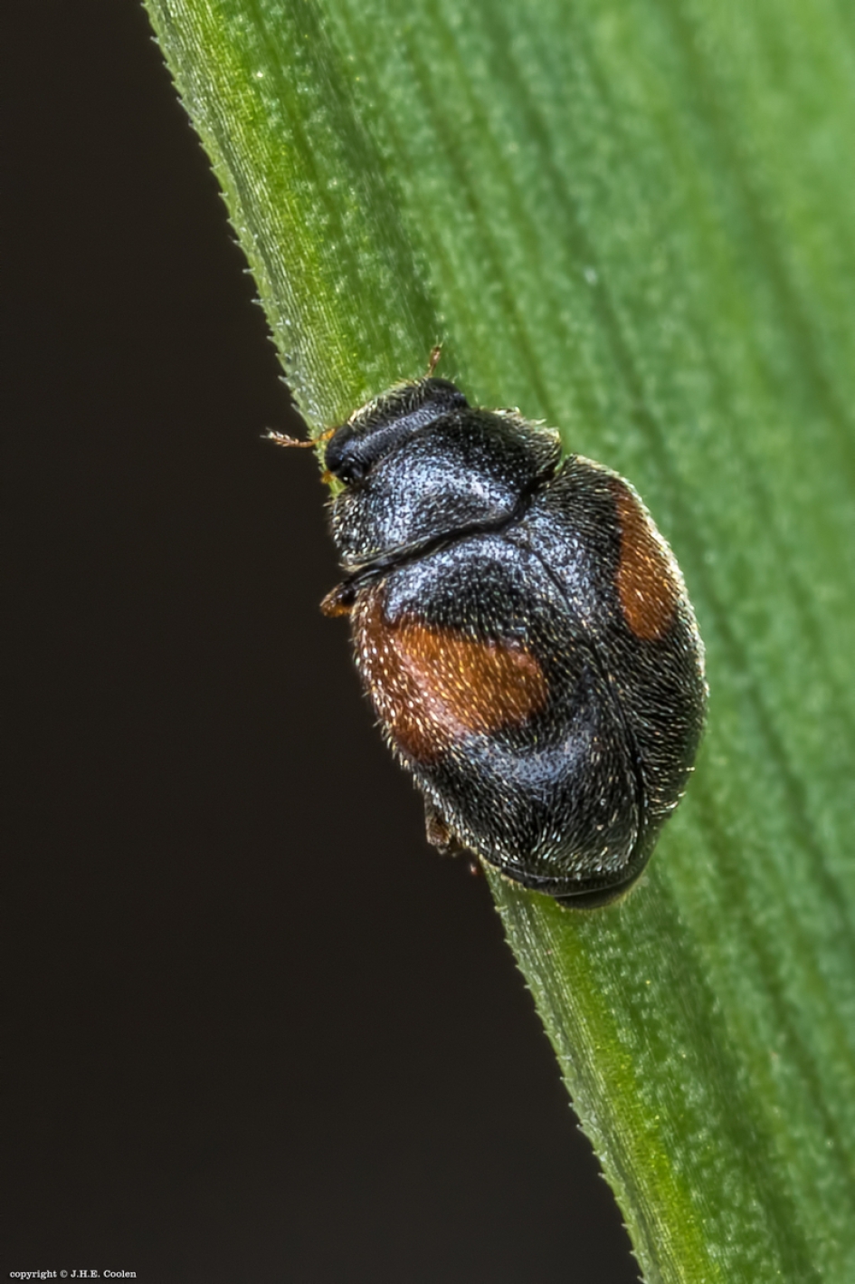 Driehoekkapoentje (Scymnus interruptus) - Geleedpotigen - Driehoekkapoentje