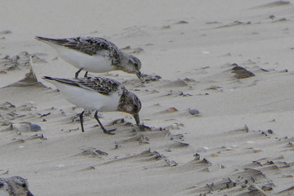 Drieteenstrandlopers - Vogels - Drieteenstrandloper