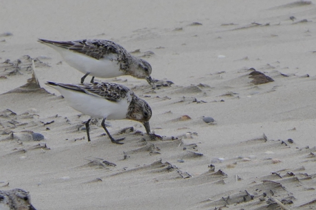 Drieteenstrandlopers