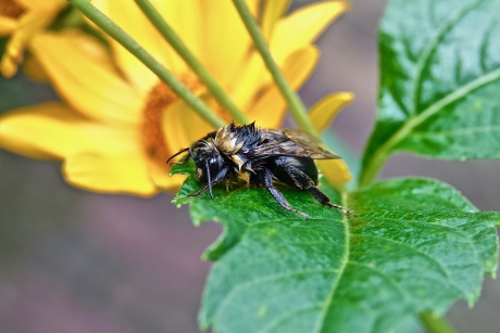 Drijfnat wachtend op de droogte