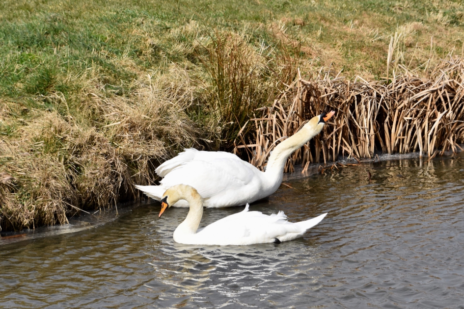 Druk doende - Vogels - 