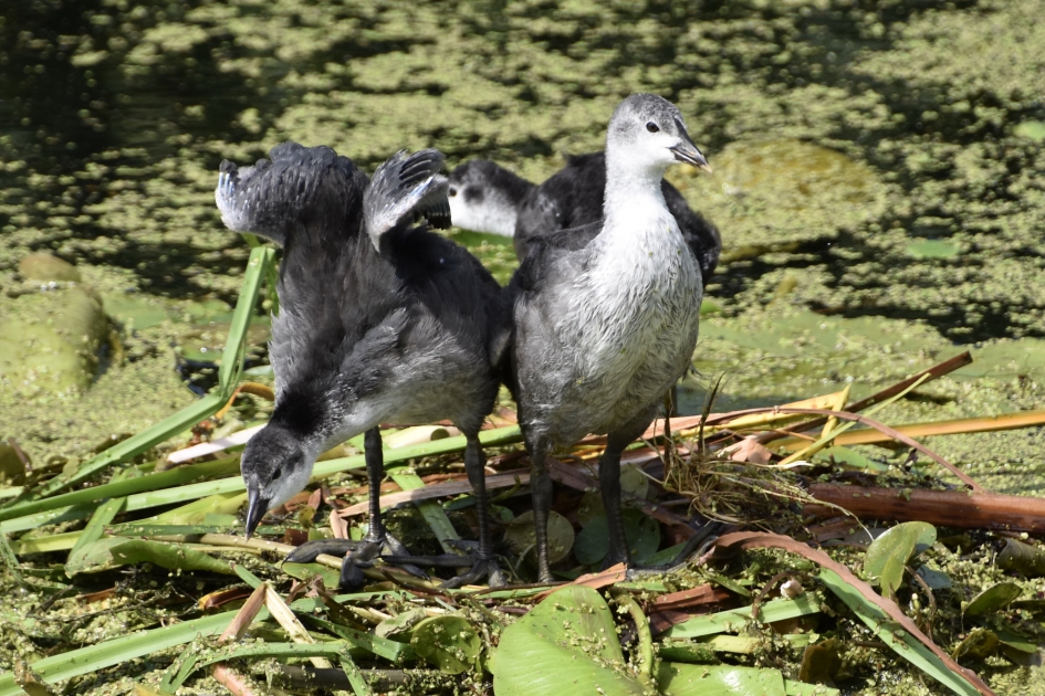 Druk doende - Vogels - 