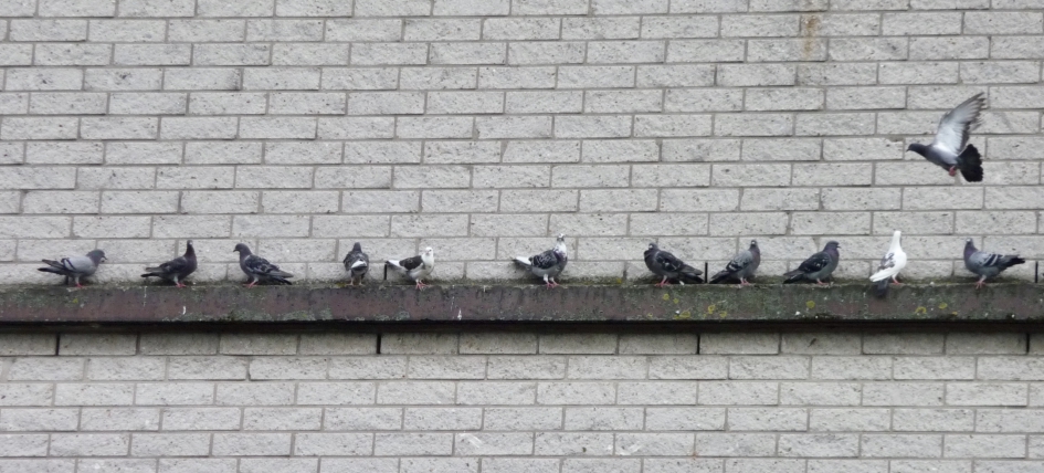 Duiven op de rand .... - Vogels - 