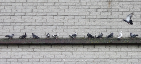 Duiven op de rand ....