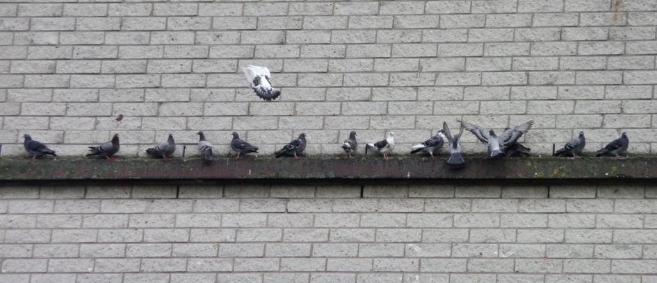 Duiven op rand van een muur van appartement - Vogels - 
