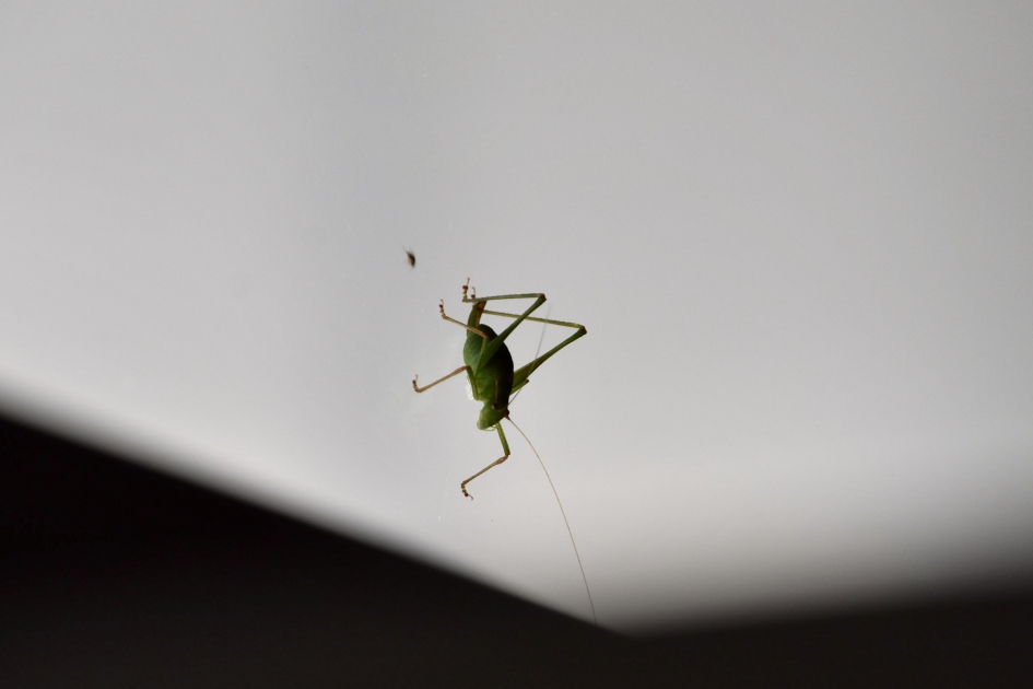 Een krekeltje - Geleedpotigen - 