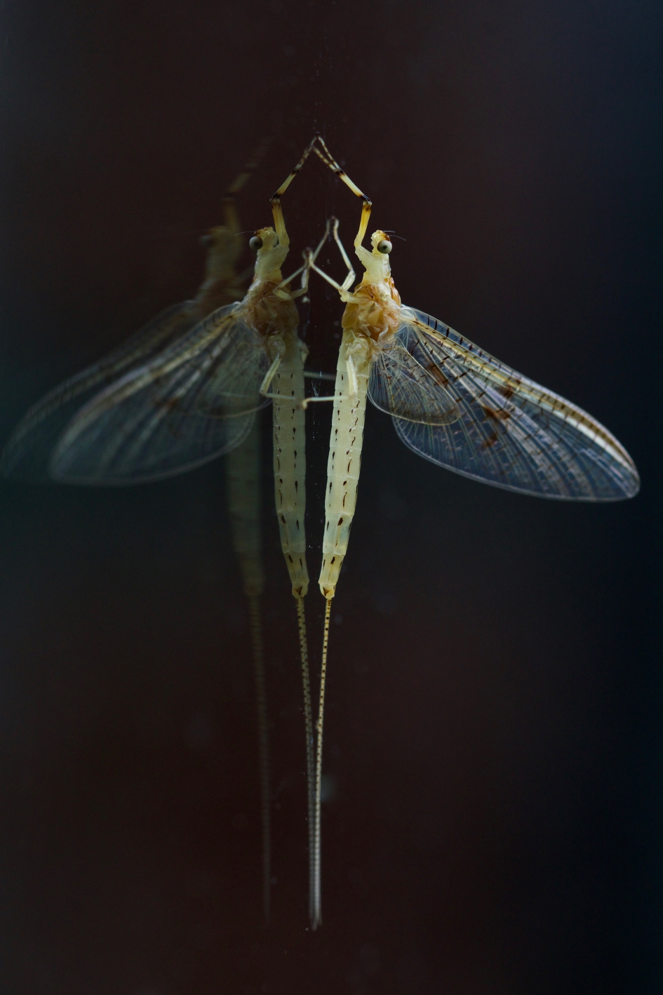 Eendagsvlieg(en) - Geleedpotigen - Eendagsvlieg