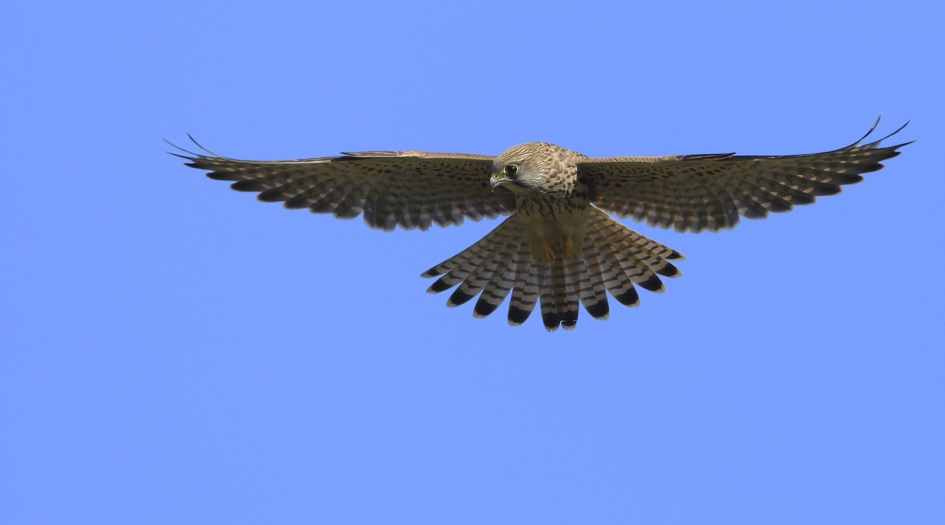 Eerst bidden ... - Vogels - Torenvalk