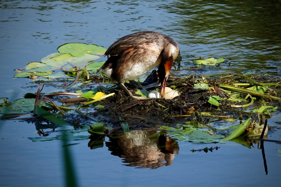 Eieren keren - Vogels - Fuut
