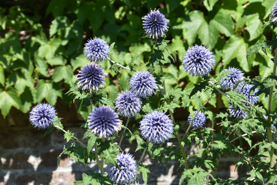 Einde van de bloei - Planten - 