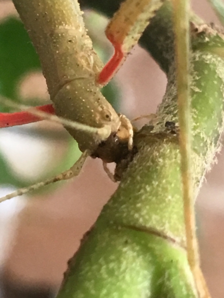 Etende wandelende tak