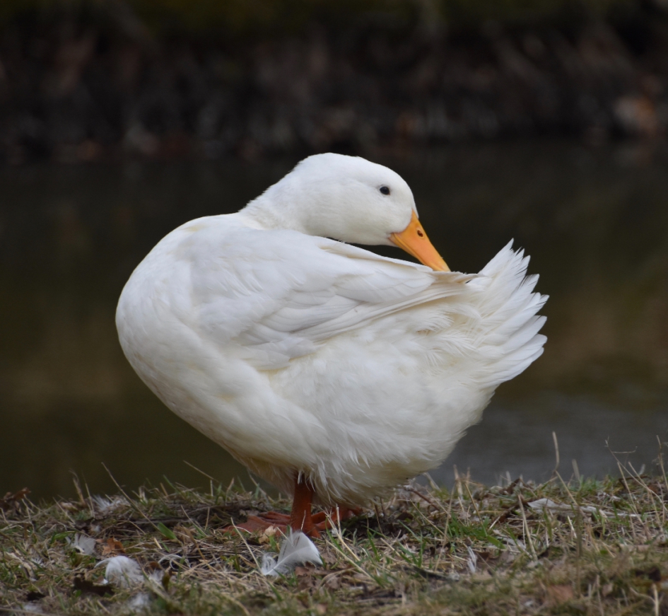 Even poetsen - Vogels - 
