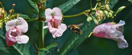 Flight of the bumblebee