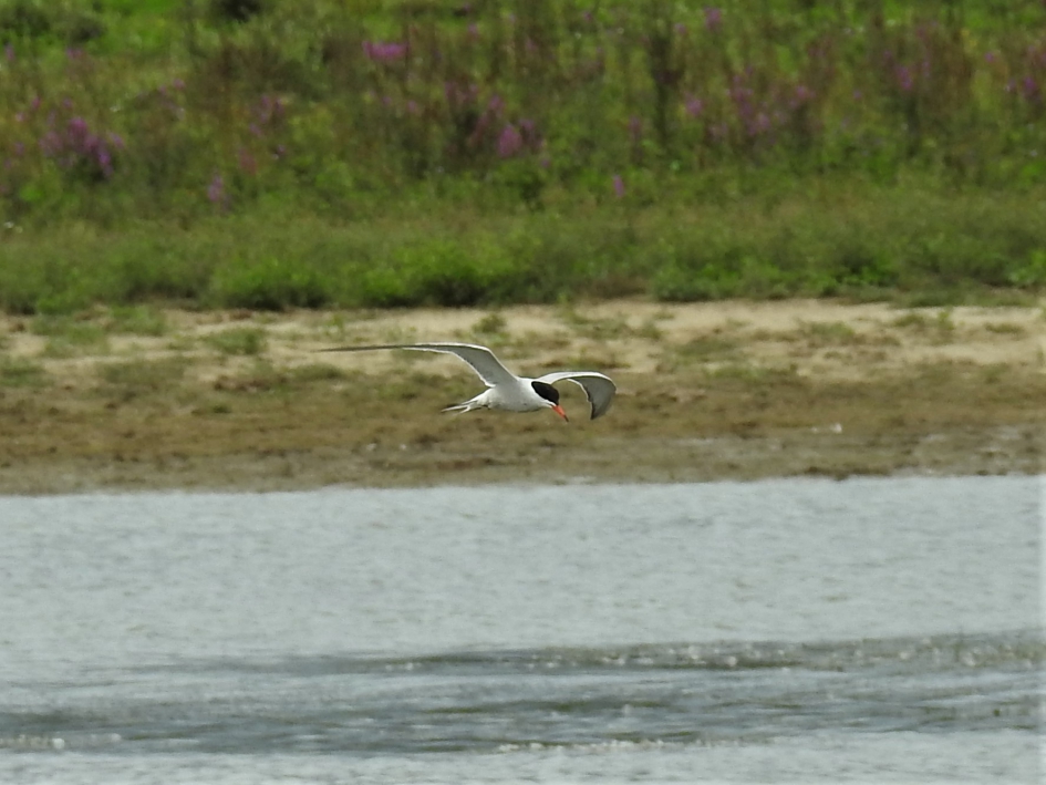 Foeragerend visdiefje - Vogels - Visdiefje