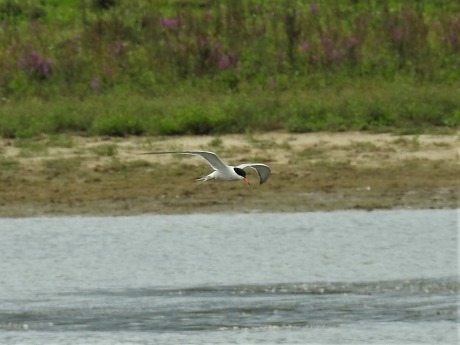 Foeragerend visdiefje