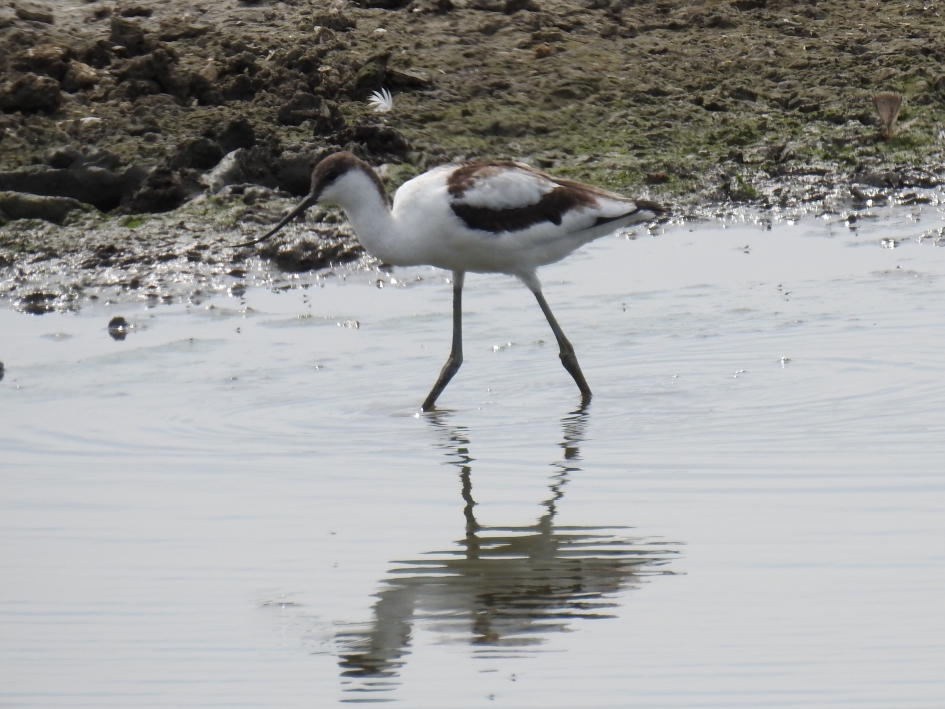 Foeragerende kluut - Vogels - Kluut