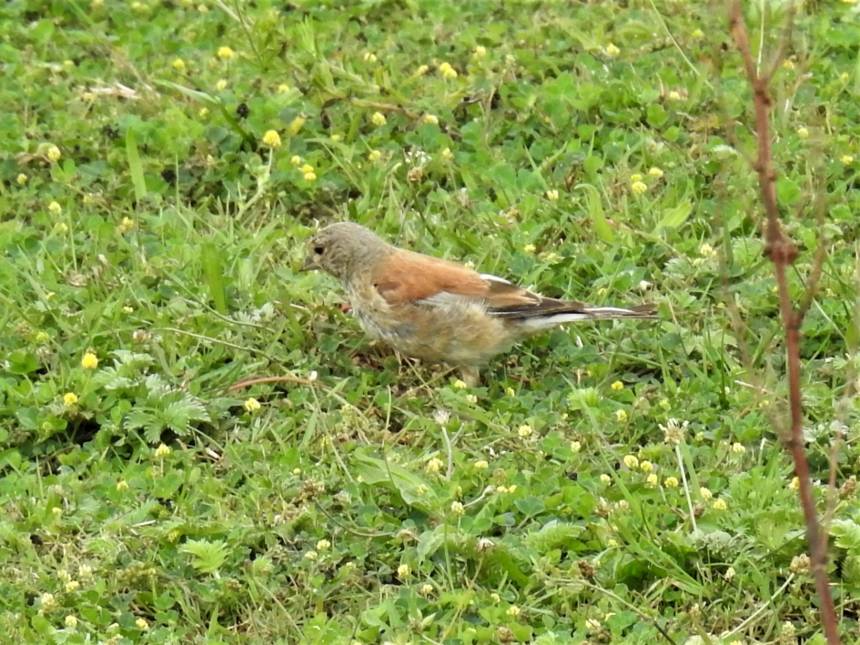 Foeragerende kneu - Vogels - Kneu