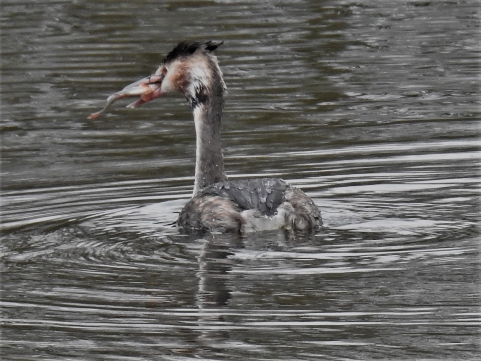 Fuut met gevangen prooi - Vogels - Fuut