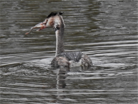 Fuut met gevangen prooi