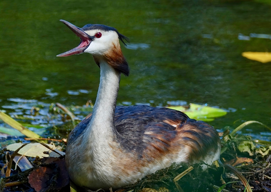 Gaaap - Vogels - Fuut