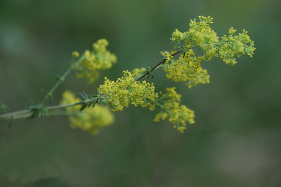 geel walstro - Planten - 