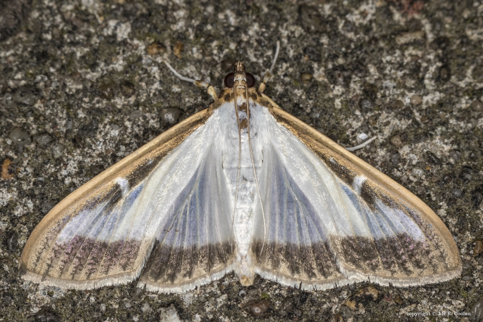 Geen buxus, wel mot. - Geleedpotigen - Buxusmot