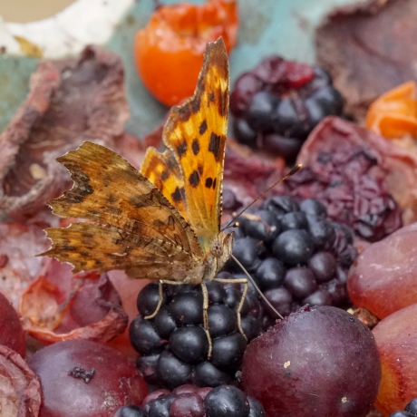 Gehakkelde aurelia aan het druivensap