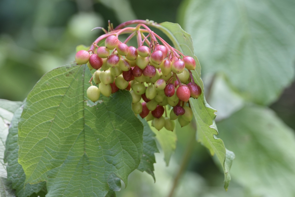 Gelderse roos - Planten - 