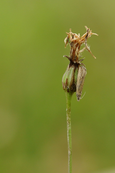 gewone biesbladroller